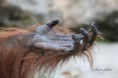 /album/zoo/img-0576-masolata-masolata-jpg/
